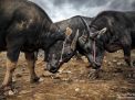 buffalo fight 